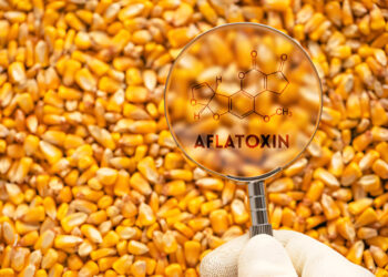 Coculture of Saccharomyces cerevisiae and Pleurotus ostreatus Improves Aflatoxin Detoxification in Fish Feed