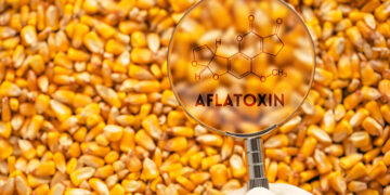 Coculture of Saccharomyces cerevisiae and Pleurotus ostreatus Improves Aflatoxin Detoxification in Fish Feed