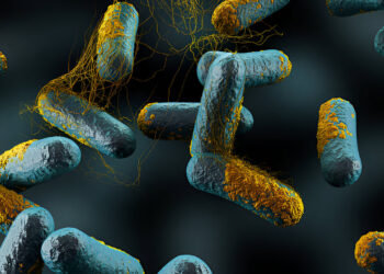 Quantitative Microbial Risk Assessment for Clostridium Perfringens in Beef Retailed at Akure Metropolis, Southwestern Nigeria