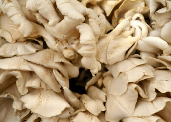 Edible Mushroom Farming: A Viable Protein Alternative and the Need for Public Education in Southwest Nigeria