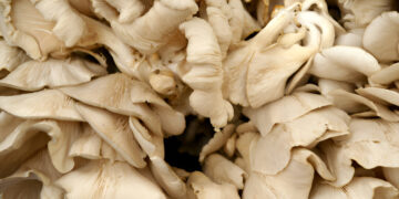 Edible Mushroom Farming: A Viable Protein Alternative and the Need for Public Education in Southwest Nigeria