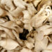 Edible Mushroom Farming: A Viable Protein Alternative and the Need for Public Education in Southwest Nigeria