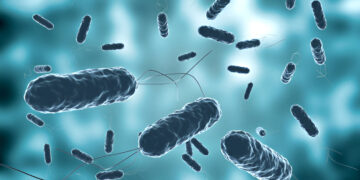Antecedent Rainfall Impacted Levels of Enteric Bacteria and Opportunistic Bacterial Pathogens in Coastal Recreational Water in Araromi, Nigeria