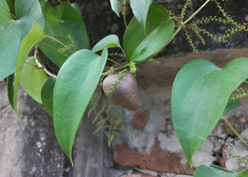 The Effects of Fermented Aerial Potato on the Blood Parameters and Selected Organs of Albino Rats