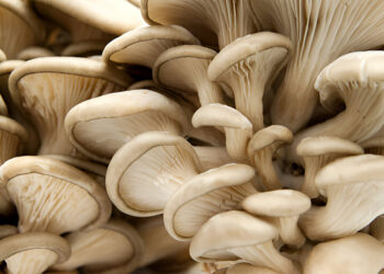 Antifungal Potential of Pleurotus ostreatus and Its Application in Fish Feed for Clarias gariepinus