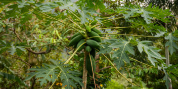 Antimicrobial Activity of Eleusine indica and Carica papaya Root against Multi-Drug Resistant Clinical Isolates