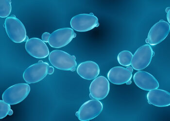Optimization of Saccharomyces Cerevisiae for Increased Ethanol Tolerance via Adaptive Laboratory Evolution