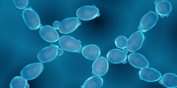 Optimization of Saccharomyces Cerevisiae for Increased Ethanol Tolerance via Adaptive Laboratory Evolution
