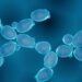 Optimization of Saccharomyces Cerevisiae for Increased Ethanol Tolerance via Adaptive Laboratory Evolution