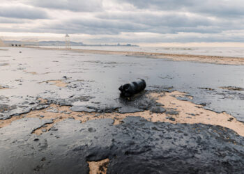 Assessment of Bacillus pumilus from Petrochemical Wastes from Agbabu and Production of Bioelectricity Using Microbial Fuel Cells