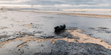 Assessment of Bacillus pumilus from Petrochemical Wastes from Agbabu and Production of Bioelectricity Using Microbial Fuel Cells