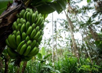 Evaluating Community Perception towards Agroforestry Ecosystem Benefits and Management Practices in Yirgacheffe District, South Ethiopia