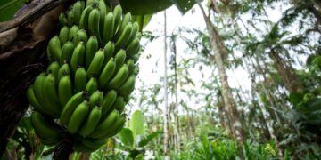 Evaluating Community Perception towards Agroforestry Ecosystem Benefits and Management Practices in Yirgacheffe District, South Ethiopia